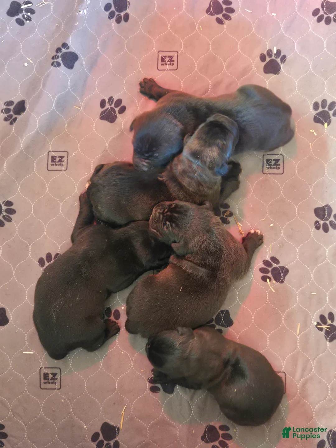 Cane Corso dogs for sale: Cane Corso Puppy 3 - Ad 1