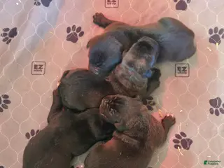 Cane Corso dogs for sale: Cane Corso Puppy 3 - Ad 4