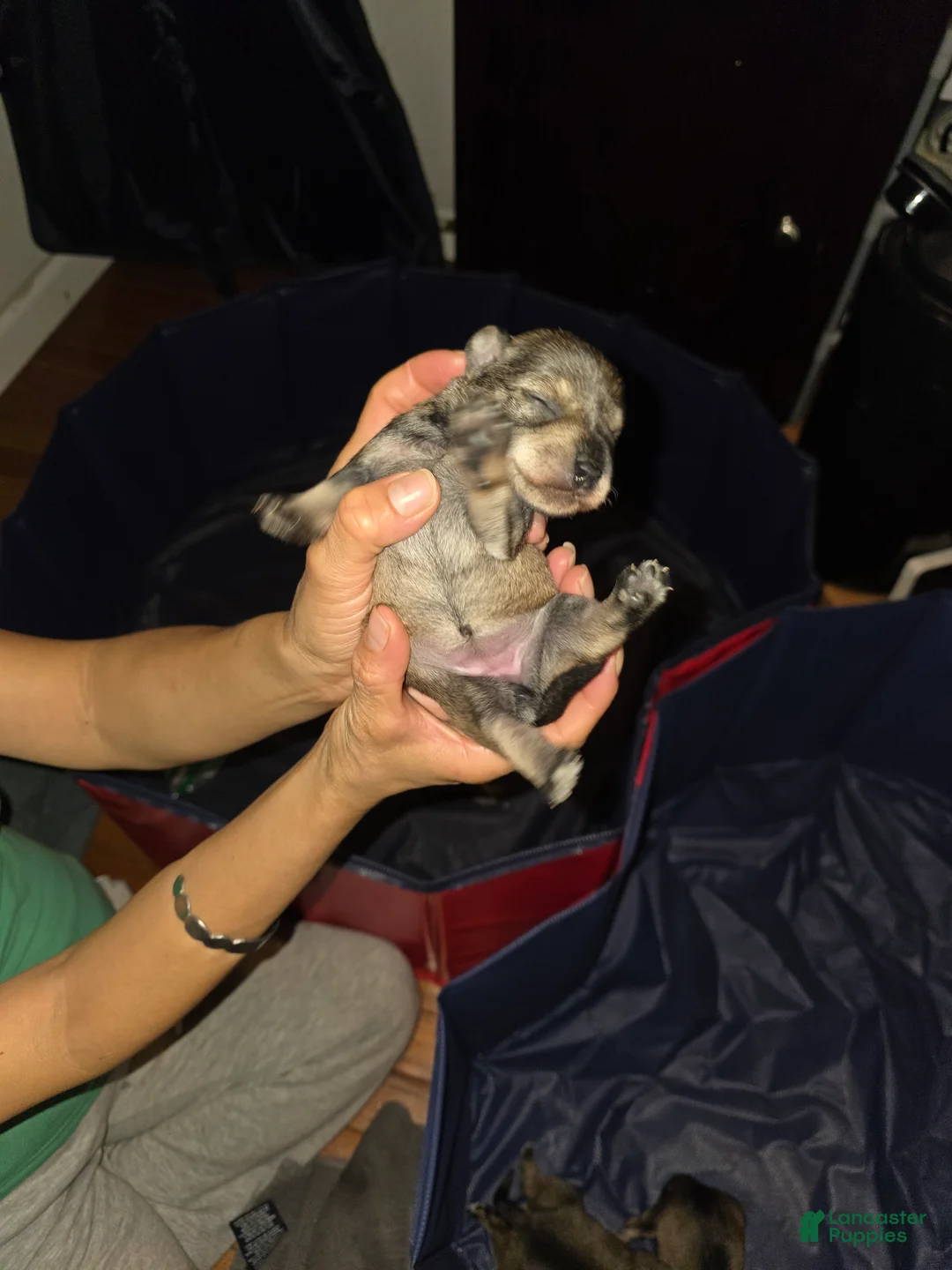 Miniature Schnauzer dogs for sale: Miniature Schnauzer Puppy 2 - Ad 1