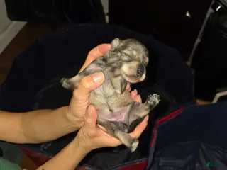 Miniature Schnauzer dogs for sale: Miniature Schnauzer Puppy 2 - Ad 1