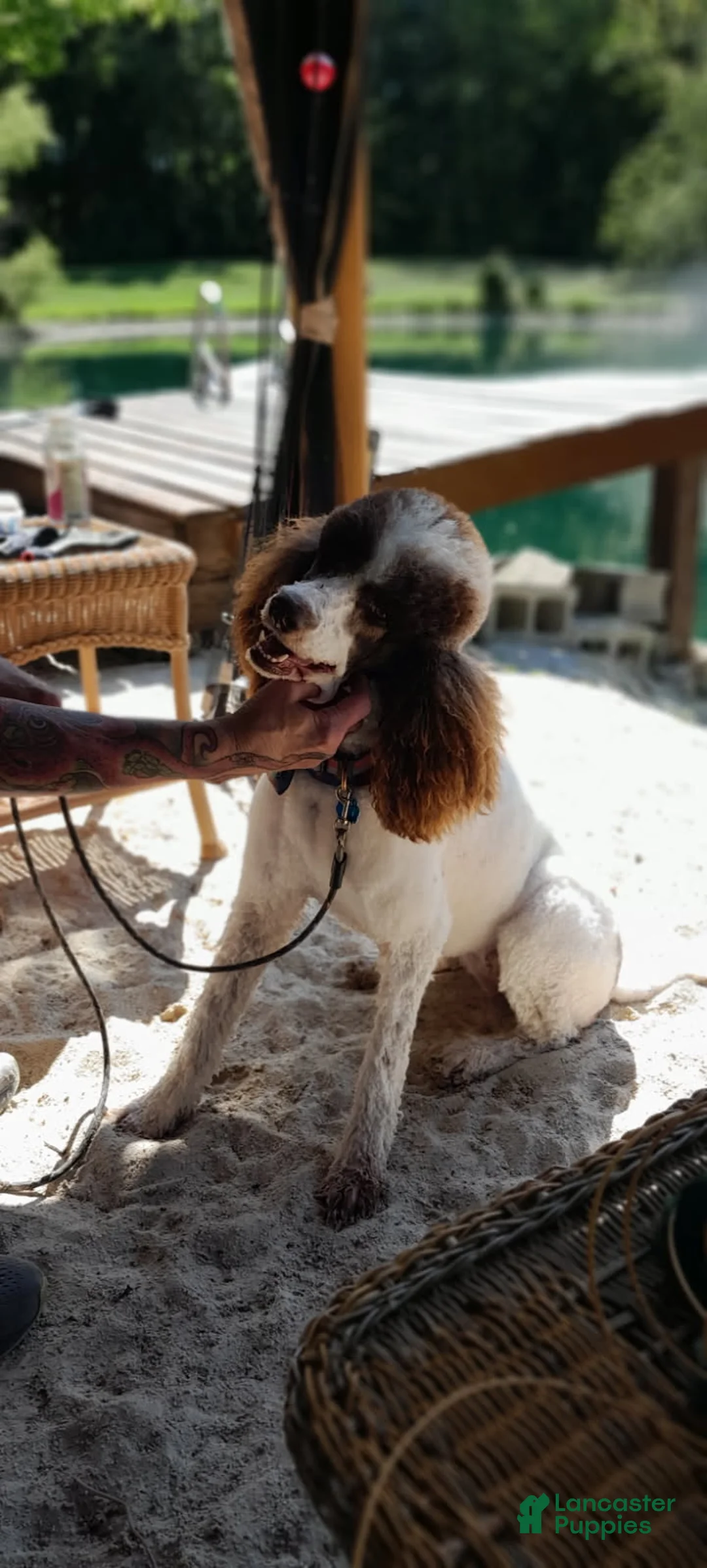 Bordoodle dogs for sale: Bordoodle Puppy 3 - Ad 2