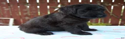 Giant Schnauzer dogs for sale: Lynette - Ad 6