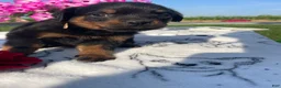 Rottweiler dogs for sale: Ridge - Ad 2