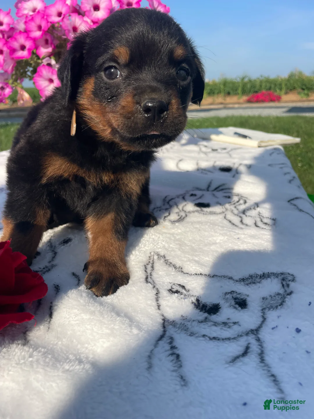 Rottweiler dogs for sale: Ridge - Ad 2