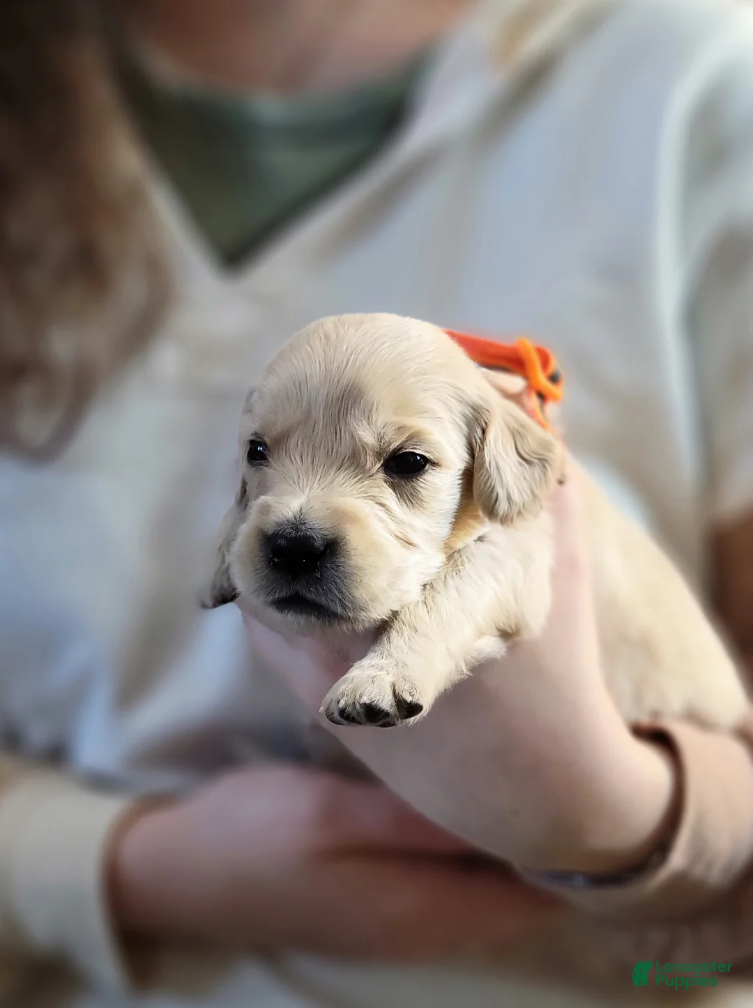 Golden Retriever dogs for sale: COCOA Pebbles  - Ad 1