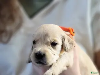 Golden Retriever dogs COCOA Pebbles - Ad 11