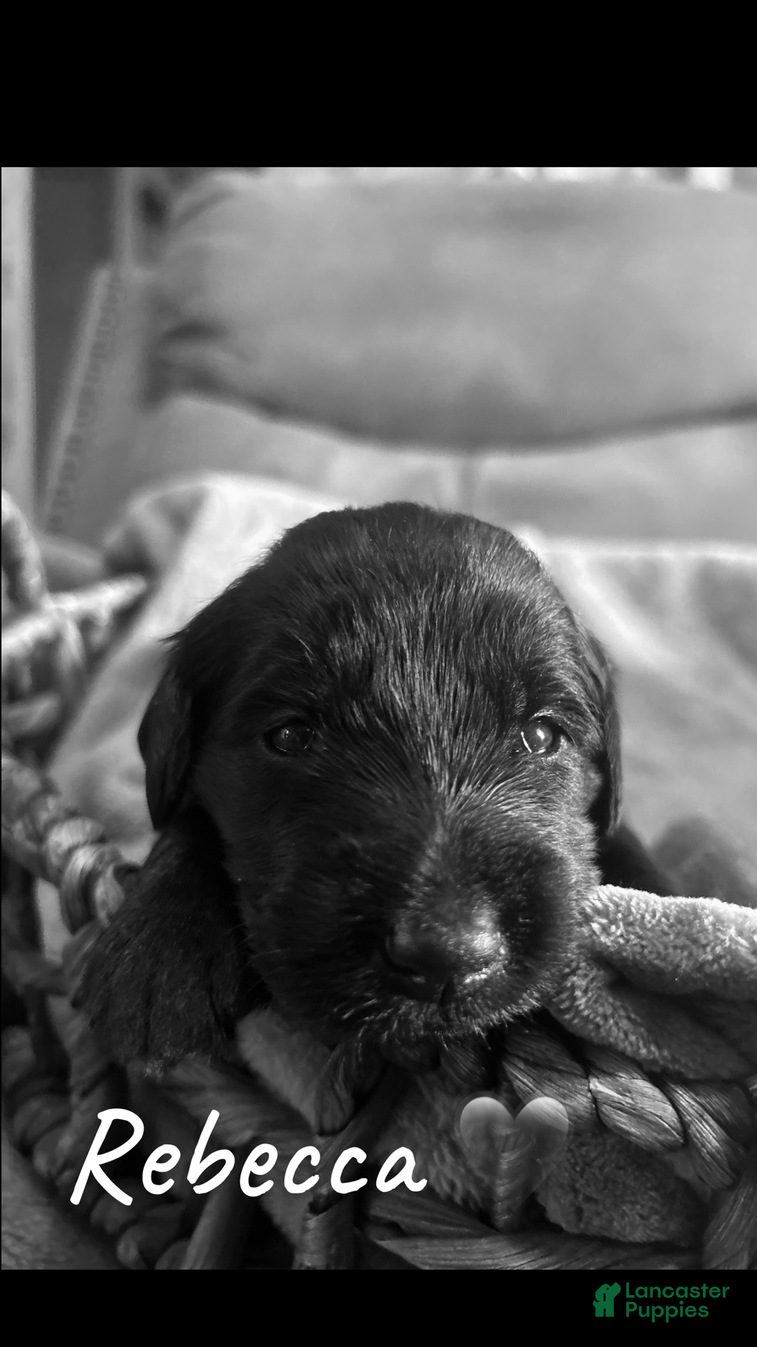 Mixed Breed dogs Golden Labradoodle Puppy 3 - Ad 18