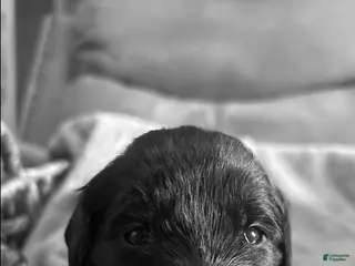 Mixed Breed dogs Golden Labradoodle Puppy 3 - Ad 18