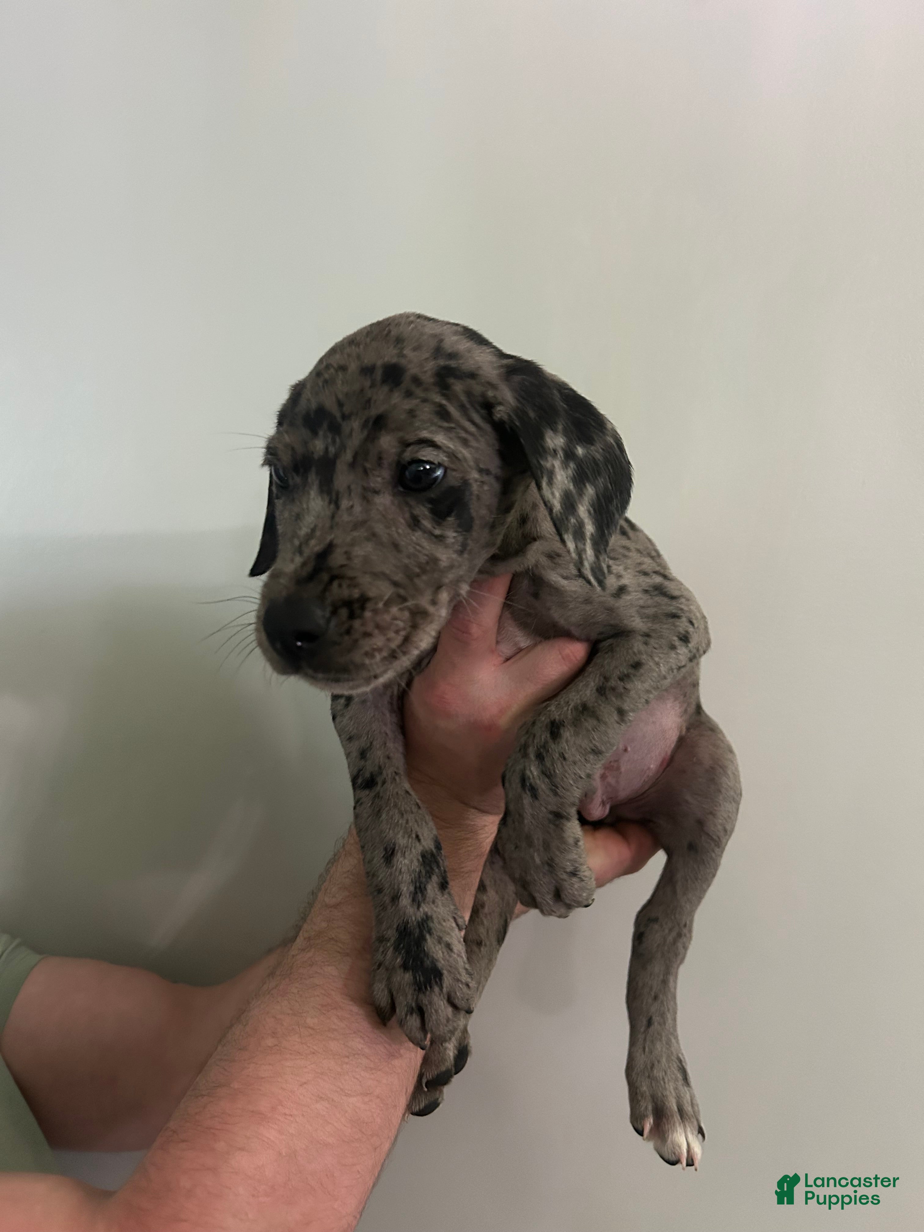Mixed Breed dogs Puppy 4  - Ad 42