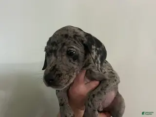 Mixed Breed dogs Puppy 4 - Ad 42