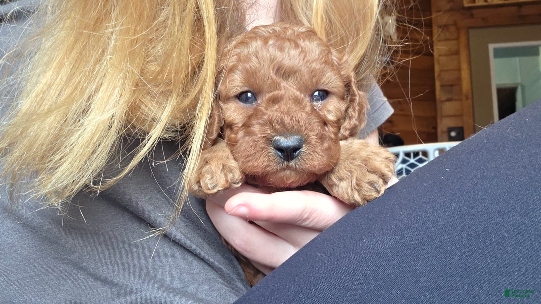 Cavapoo dogs for sale: Milo - Ad 7