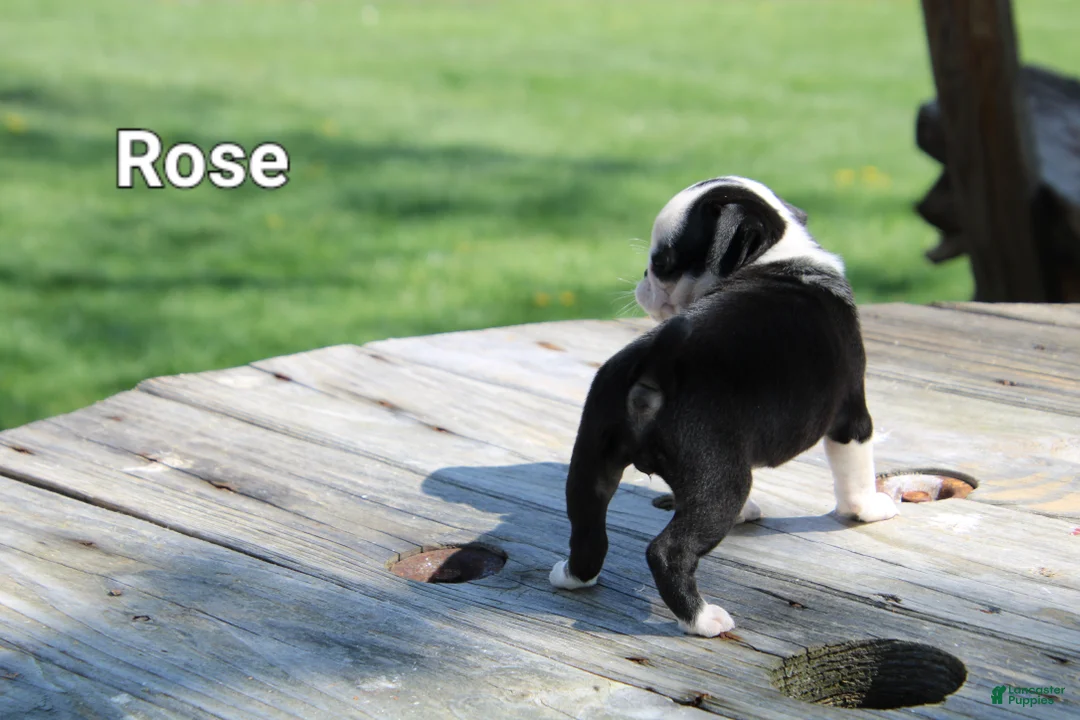 Pug dogs for sale: Rose - Ad 3