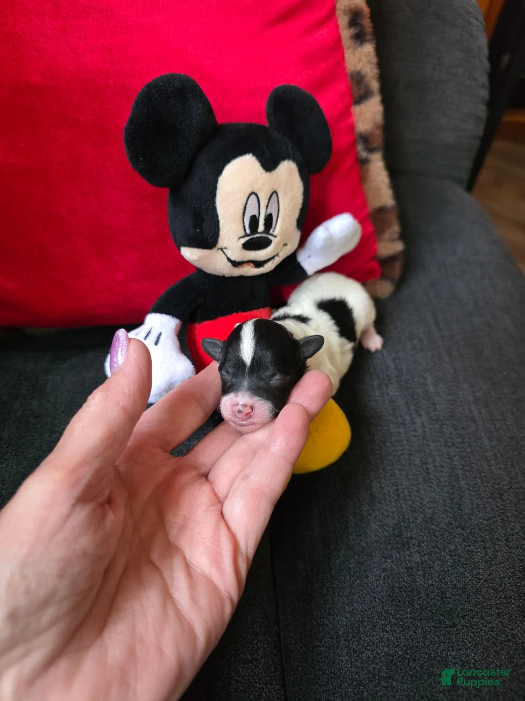 Toy Poodle dogs for sale: AKC Mickey  - Ad 1