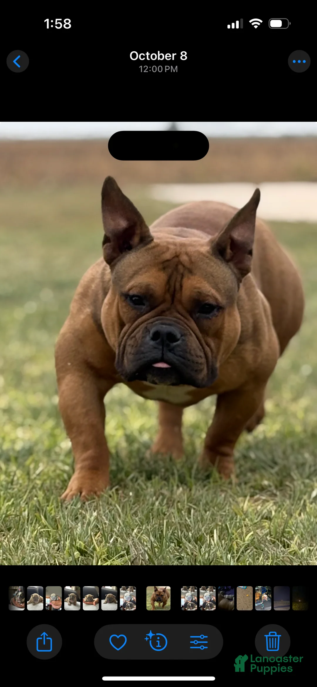 American Bully dogs for sale: American Bully Puppy 1 - Ad 2