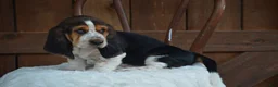 Basset Hound dogs for sale: Bruno - Ad 3