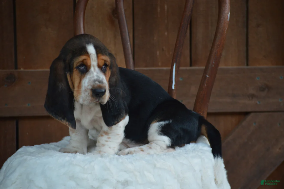 Basset Hound dogs for sale: Bruno - Ad 3