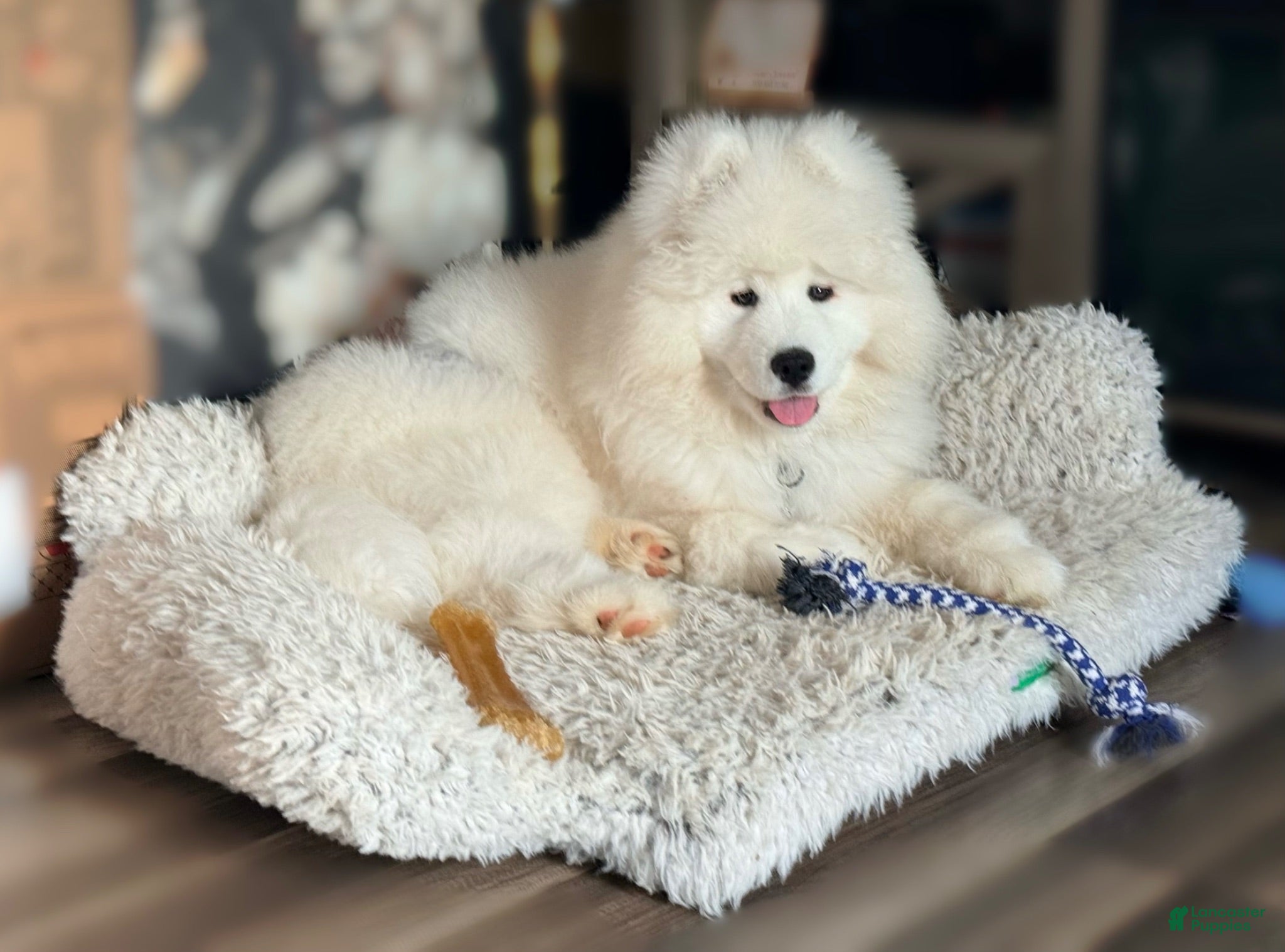 Samoyed dogs Samoyed 1 - Ad 10