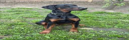 Doberman Pinscher dogs for sale: Doberman Pinscher 5 - Ad 6