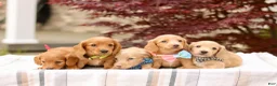 Miniature Dachshund dogs for sale: Kory - Ad 8