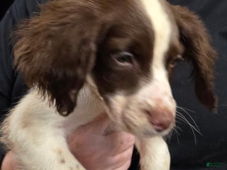 English Springer Spaniel dogs Bernard - Ad 30