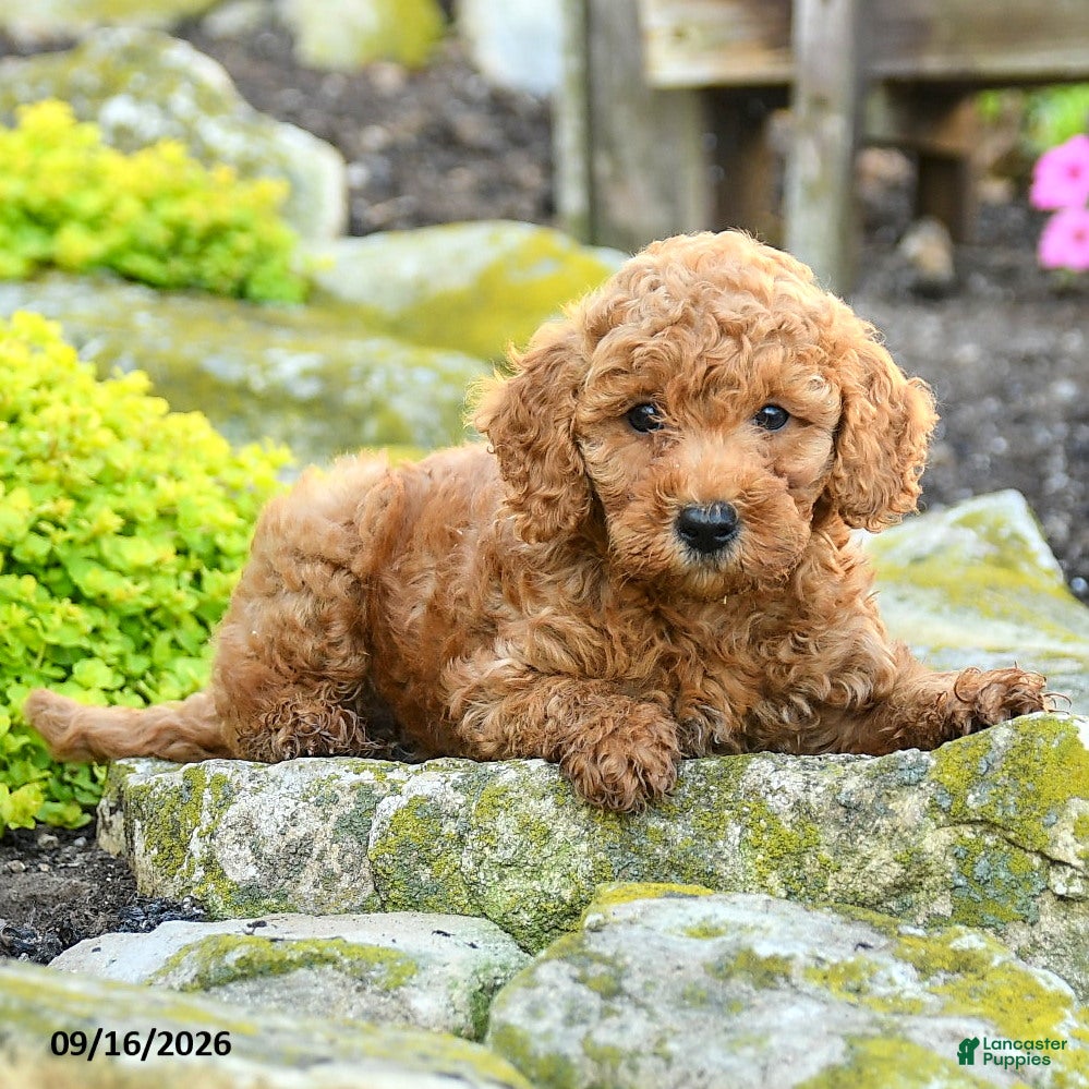 Miniature Poodle dogs Theodore - Ad 2