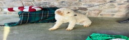 Mini Goldendoodle dogs for sale: Caidence - Ad 5