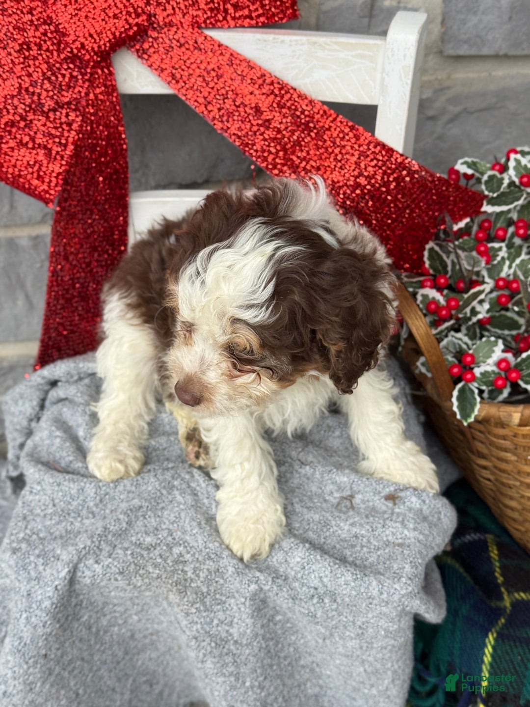 Cavapoo dogs for sale: Arlo - Ad 10