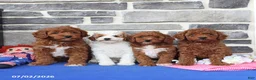 Cavapoo dogs for sale: Raymon - Ad 3
