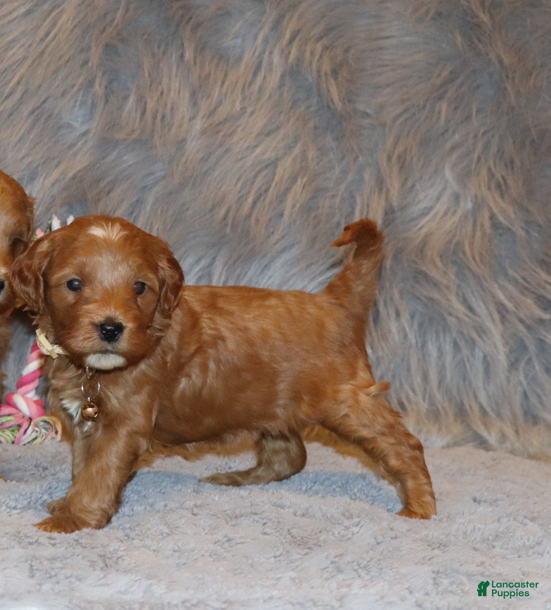 Mini Goldendoodle dogs for sale: Whitney 🌷👨‍👨‍👧‍👦💞🐕 - Ad 27