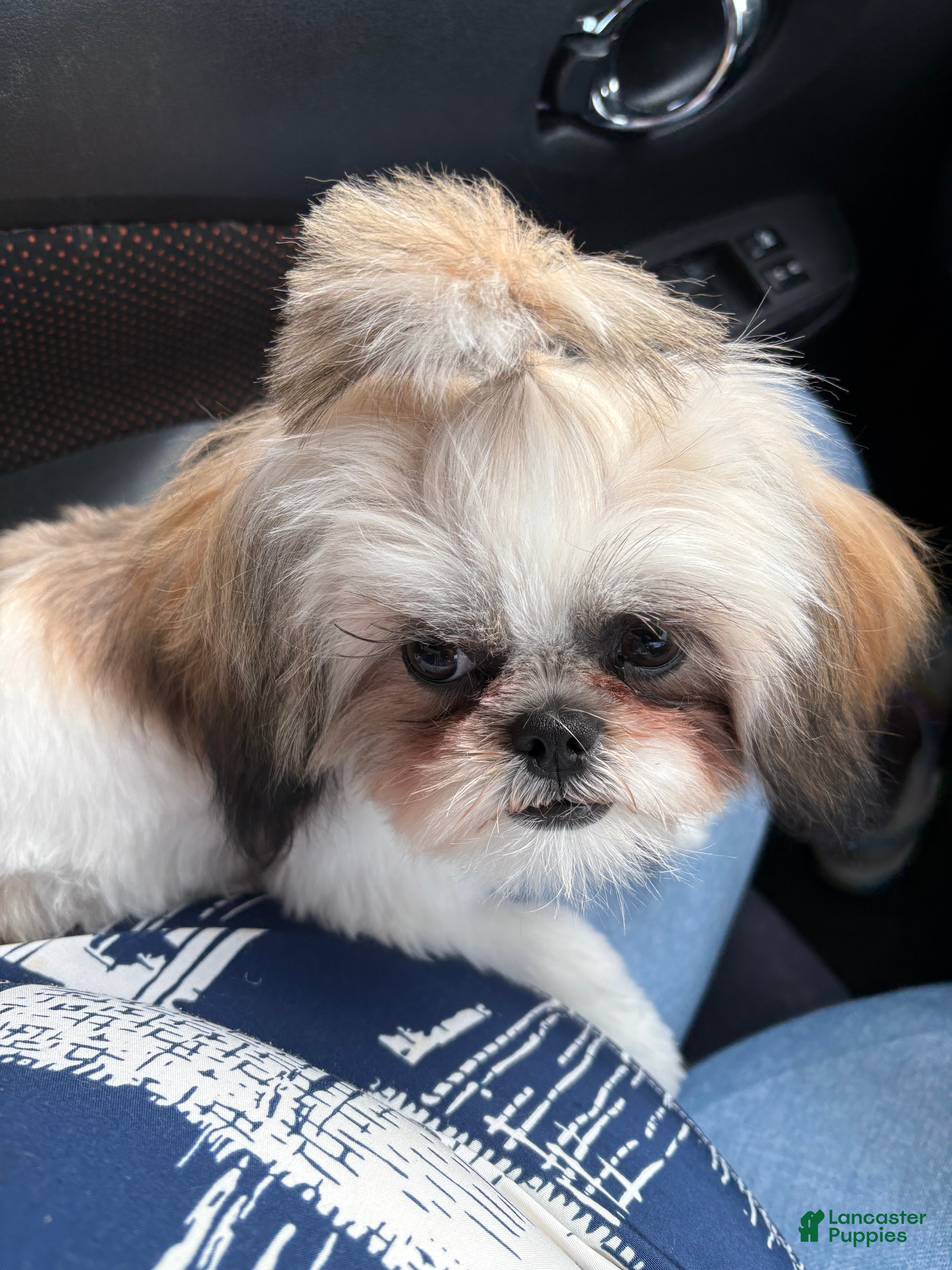 Shih Tzu dogs Shih Tzu 1 - Ad 23