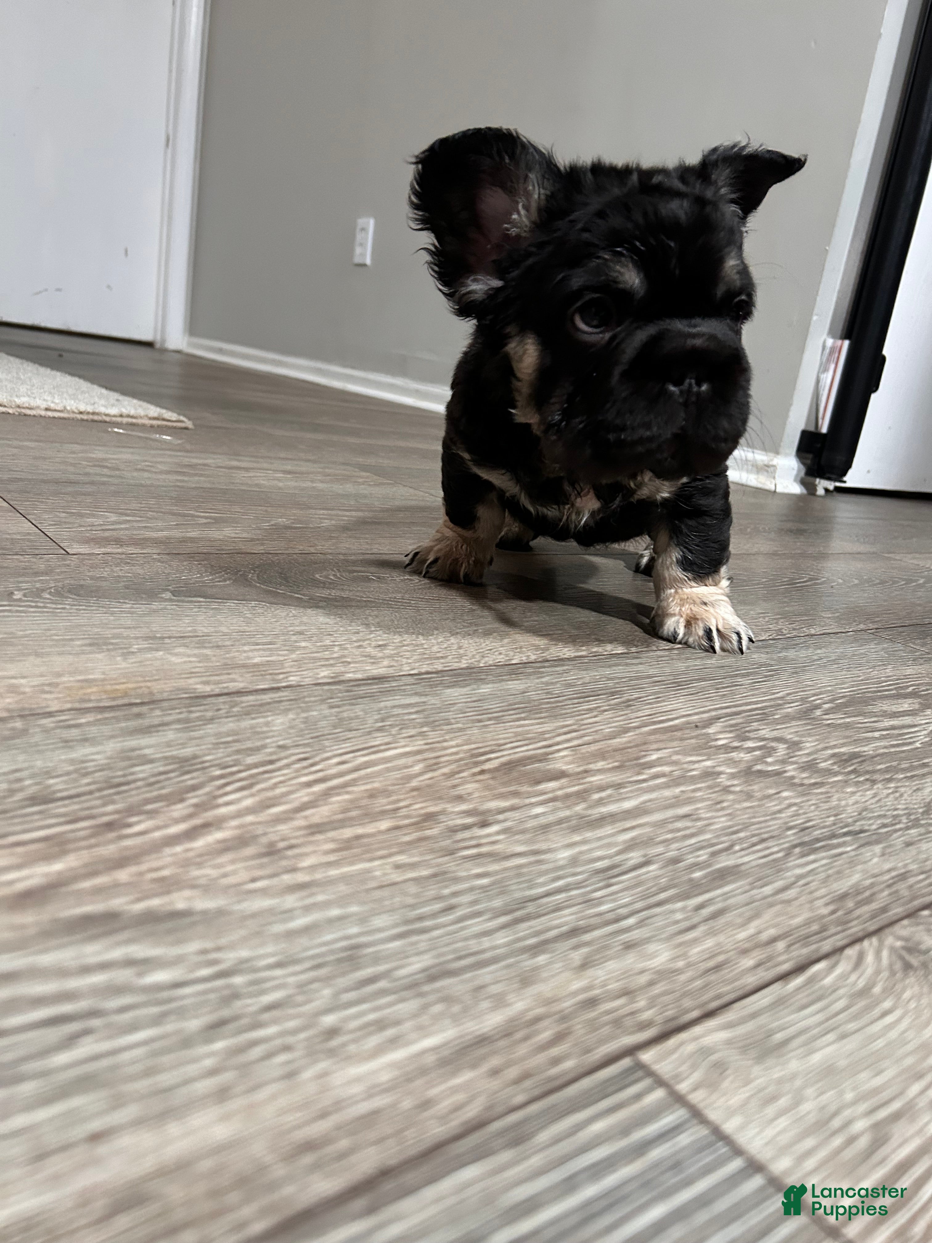 French Bulldog dogs Milo - Ad 39