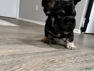 French Bulldog dogs Milo - Ad 39