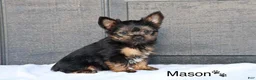 Yorkshire Terrier dogs for sale: Mason - Ad 2