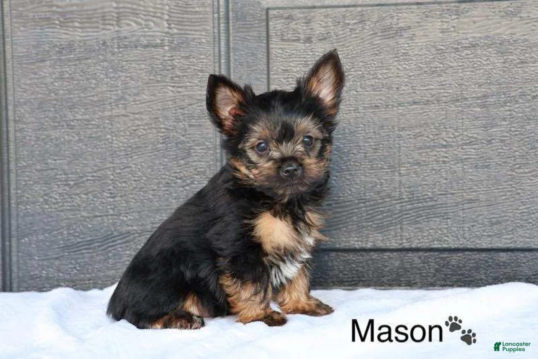 Yorkshire Terrier dogs for sale: Mason - Ad 2