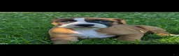 American Bully dogs for sale: American Bully 1 - Ad 3