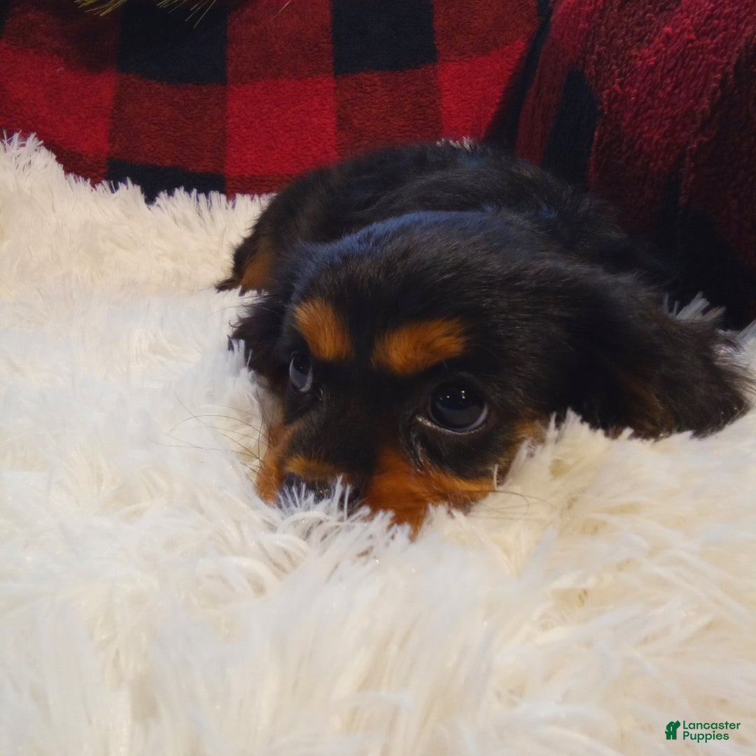 Cavalier King Charles Spaniel dogs for sale: Theo - Ad 11