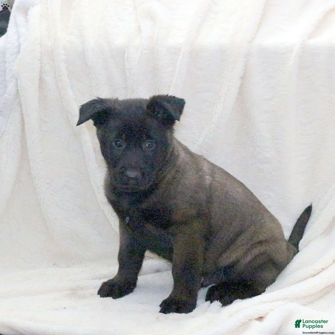 Belgian Malinois dogs for sale: Belgian Malinois Puppy 1 - Ad 10