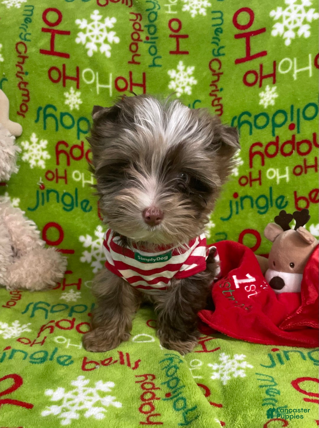 Yorkshire Terrier dogs for sale: Choc Merle Tommy  - Ad 4