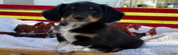 Miniature Dachshund dogs for sale: Baxter - Ad 11