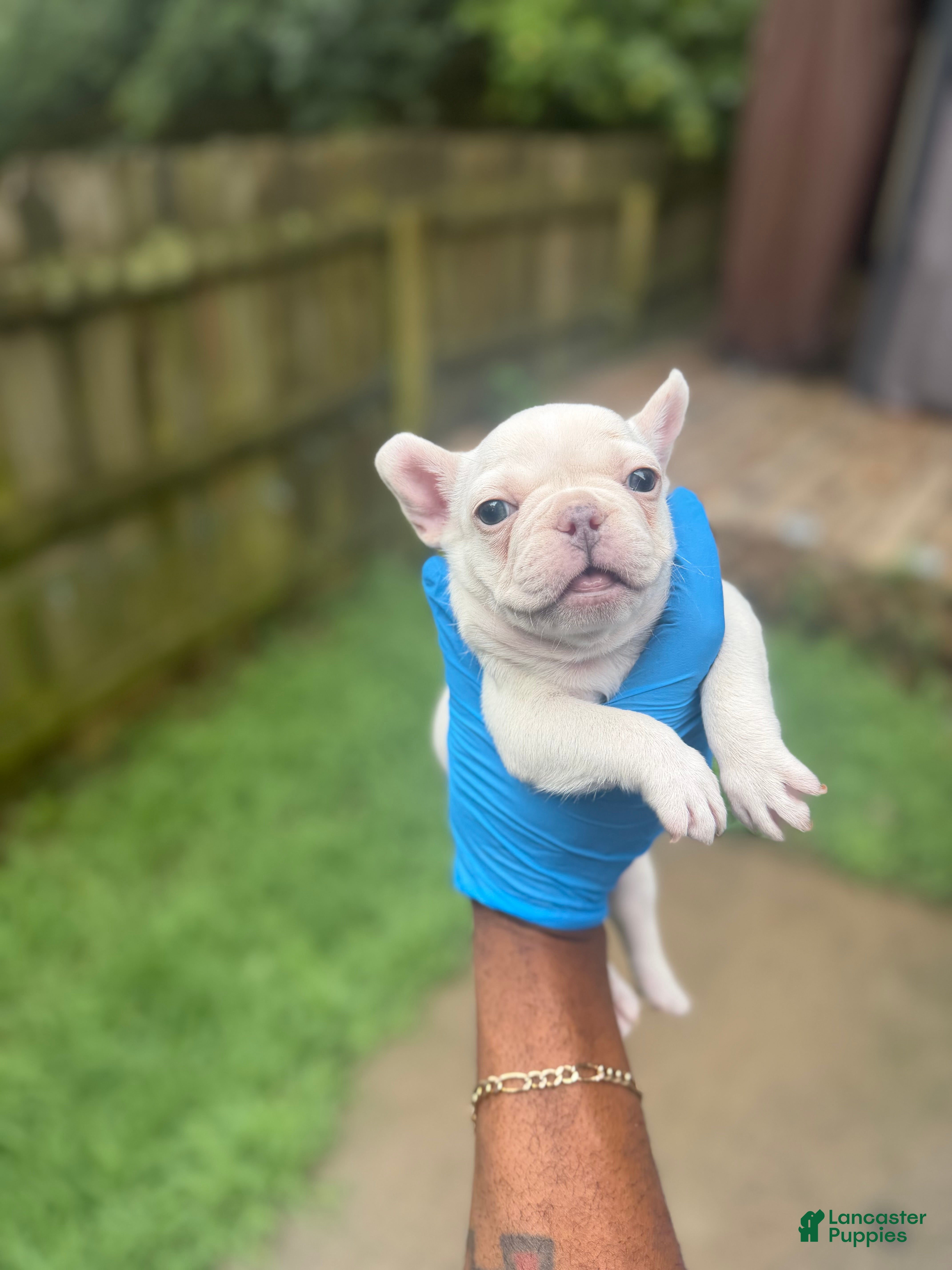 French Bulldog dogs All white female - Ad 2