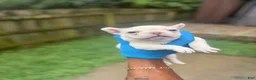 French Bulldog dogs for sale: All white female - Ad 2