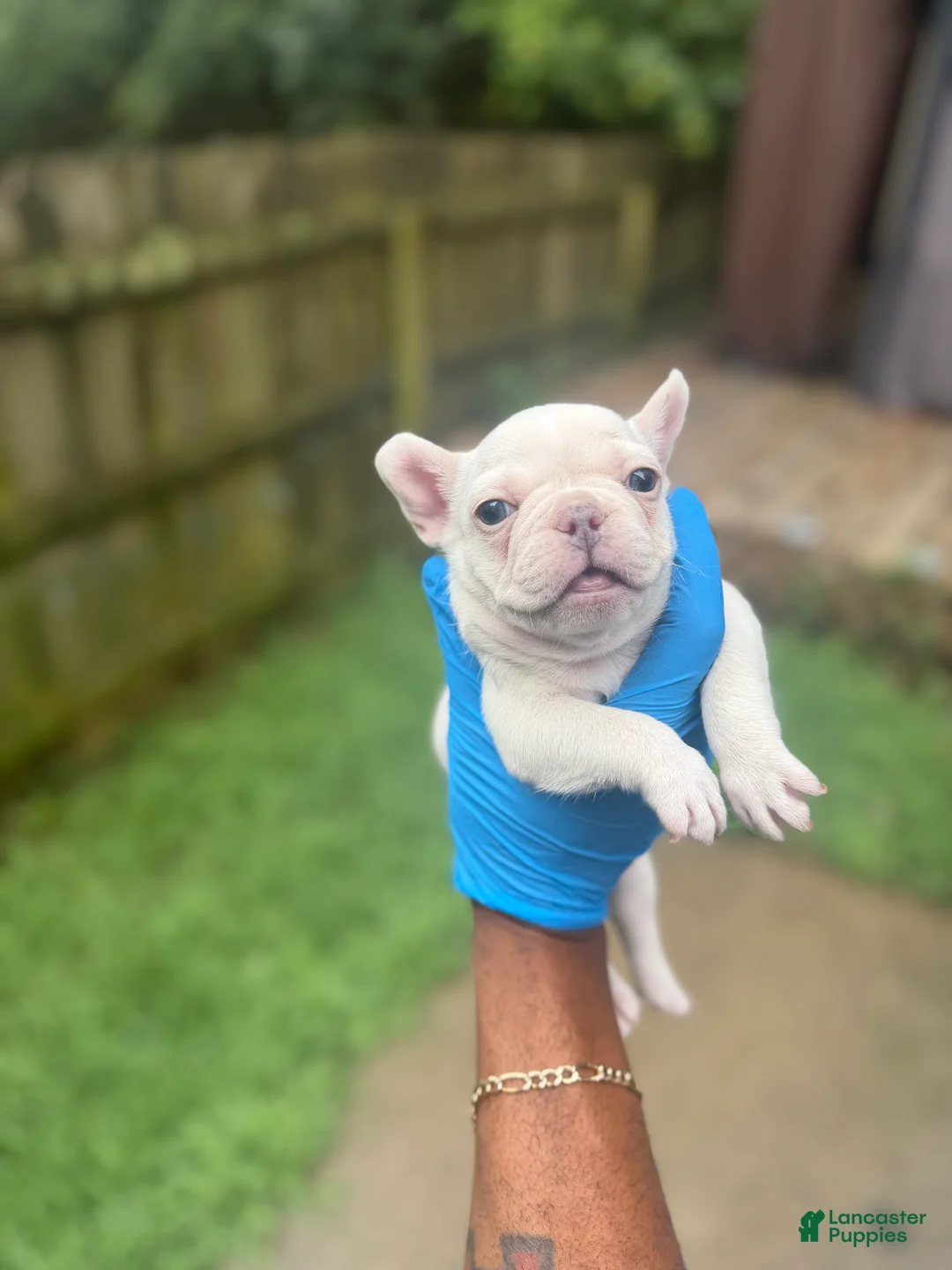 French Bulldog dogs for sale: All white female - Ad 2
