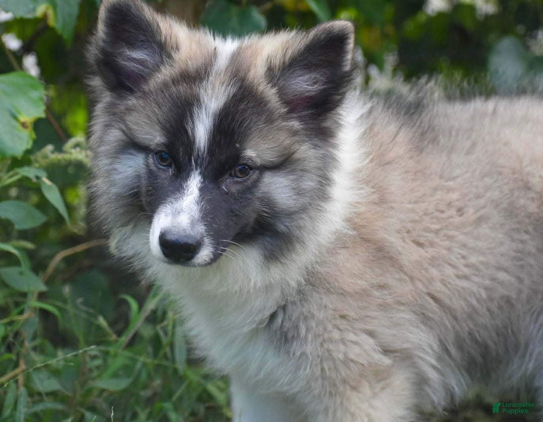 Nenets Herding Laika dogs for sale: Rowan - Ad 10