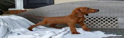 Redbone Coonhound dogs for sale: Beau - Ad 3