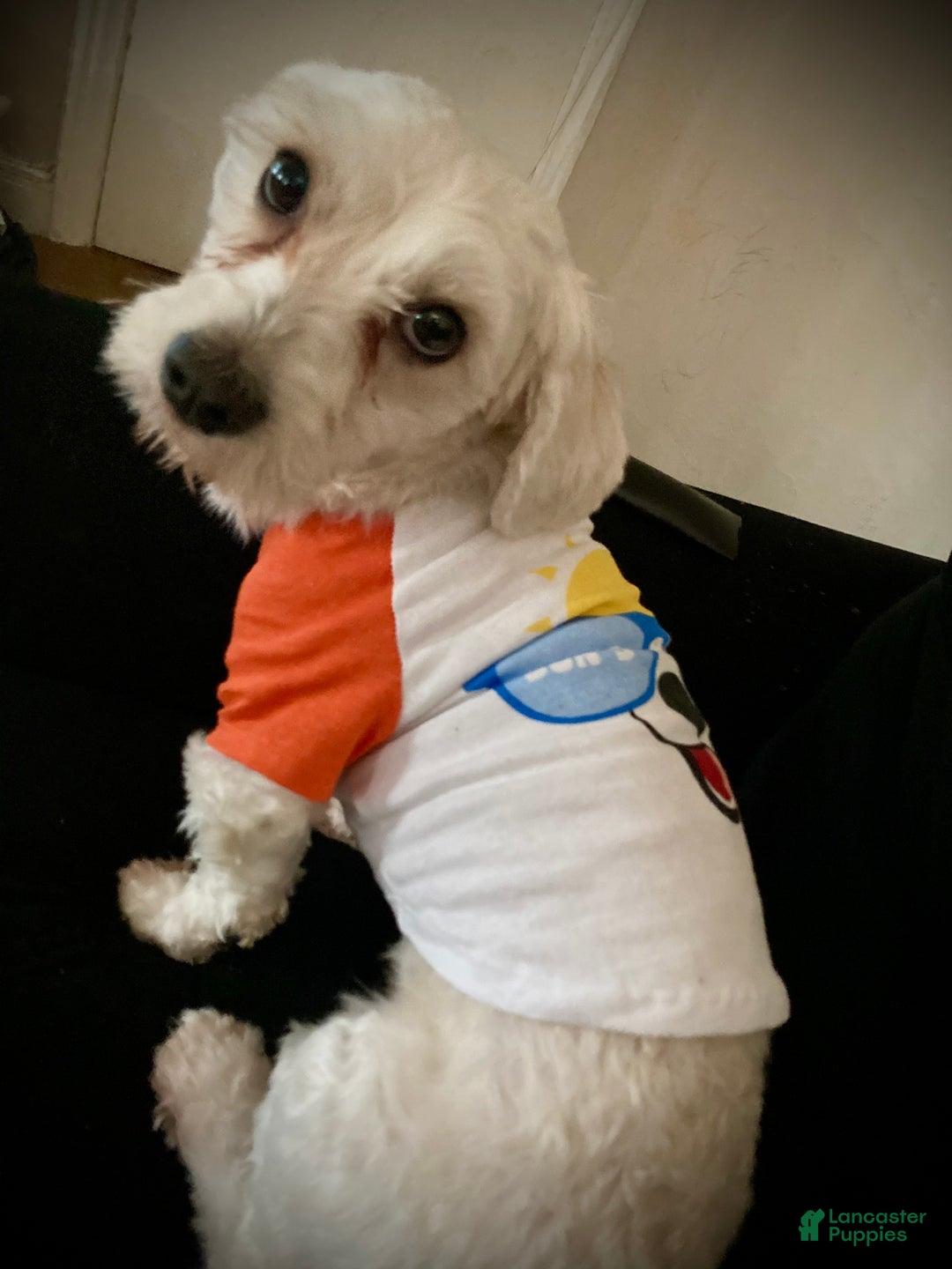 Havanese dogs for stud: Tuffy - Ad 4