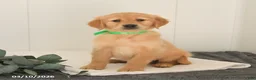 Golden Retriever dogs for sale: Max - Ad 4