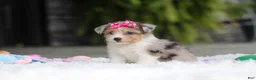 Mixed Breed dogs for sale: Millie - Ad 3