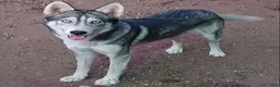 Siberian Husky dogs for sale: Boy - Ad 1