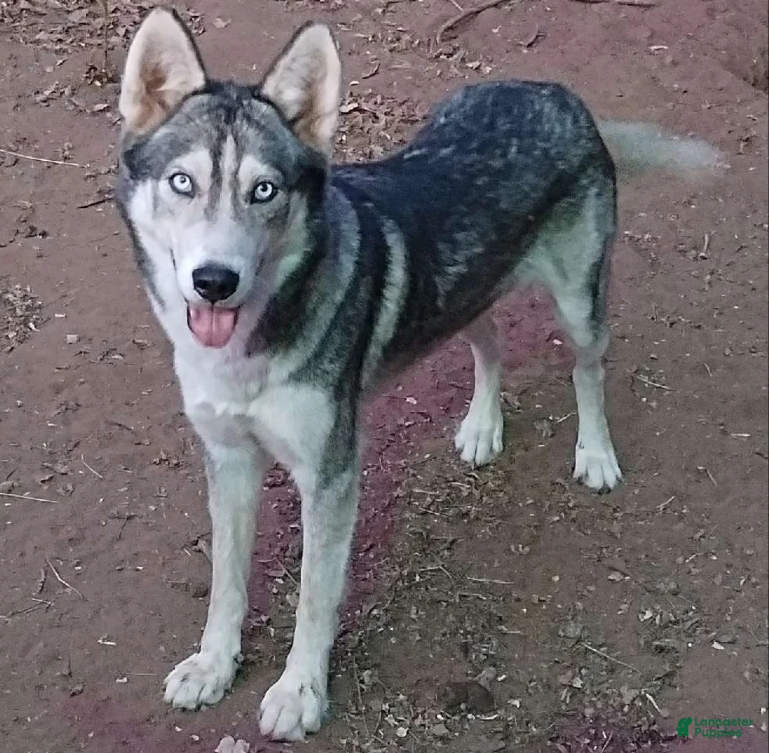 Siberian Husky dogs for sale: Boy - Ad 1