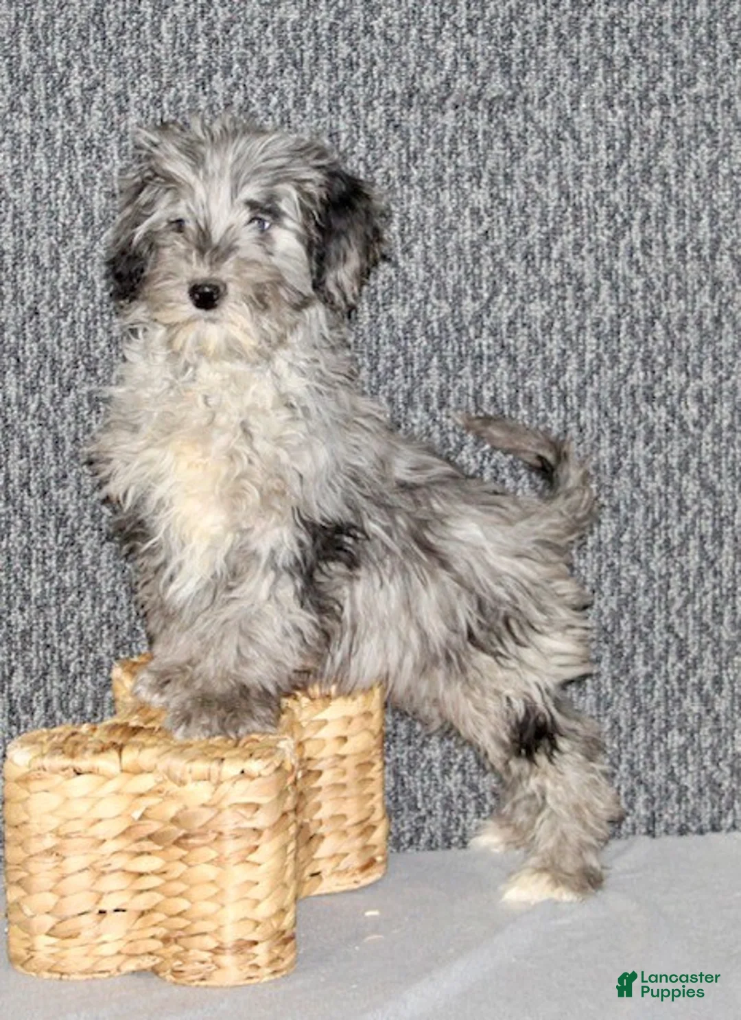 Mixed Breed dogs for sale: Parker - Ad 7